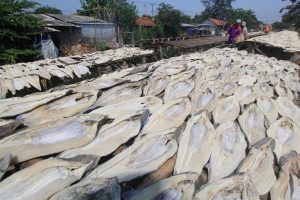 ikan-cucut
