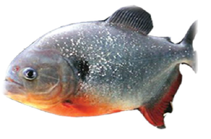 10 Jenis Ikan Air Tawar di Indonesia Yang Sering Dikonsumsi