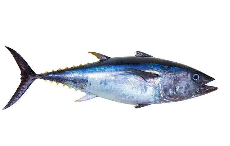 Perbedaan Mendasar Ikan Tongkol, Cakalang, dan Tuna