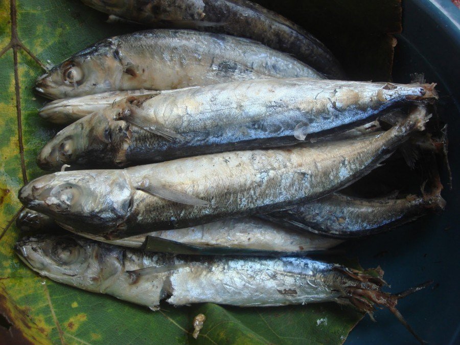 Aneka Jenis dan Tips Memilih Ikan Pindang yang Bebas Pengawet Berbahaya